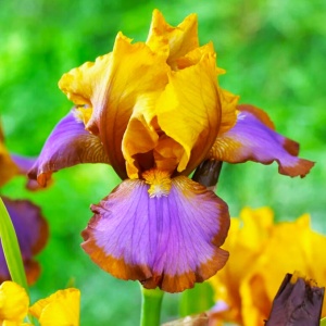 Bulbi Iris Germanica - Brown Lasso – Pachet 1 Bulb - Img 4