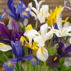 Bulbi Iris Hollandica - Iris Mixt Pachet 10 Bulbi