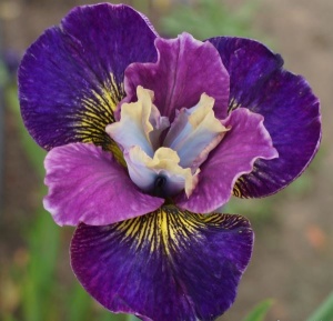 Bulbi Iris Sibirica - Charming Billy – Pachet 1 Bulb - Aqua Flowers - Img 2