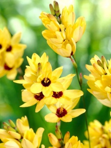 Bulbi Ixia - Yellow - Pachet 10 Bulbi