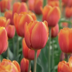 Bulbi Lalele Apricot Foxx – Pachet 5 Bulbi - Img 2