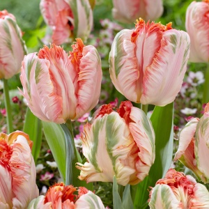 Bulbi Lalele Apricot Parrot – Pachet 5 Bulbi - Img 4