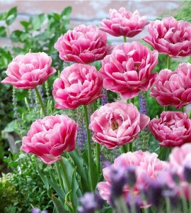 Bulbi Lalele Aveyron – Pachet 5 Bulbi - Img 2