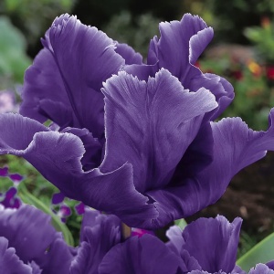 Bulbi Lalele Blue Parrot – Pachet 5 Bulbi - Img 2