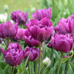 Bulbi Lalele Double Negrita – Pachet 5 Bulbi - Img 2