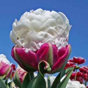 Bulbi Lalele Double Polar – Pachet 5 Bulbi