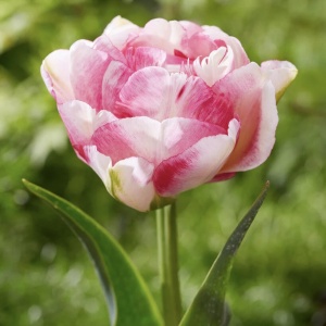 Bulbi Lalele Double Shake – Pachet 5 Bulbi - Img 3