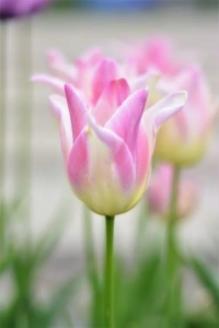 Bulbi Lalele Elegant Lady – Pachet 5 Bulbi - Img 3