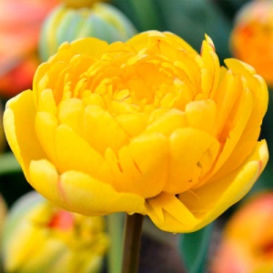 Bulbi Lalele Golden Fever – Pachet 5 Bulbi