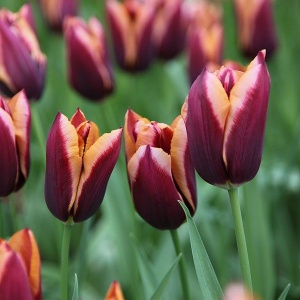 Bulbi Lalele Muvota – Pachet 5 Bulbi