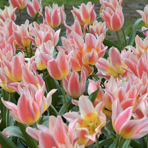 Bulbi Lalele Quebec – Pachet 5 Bulbi - Img 3