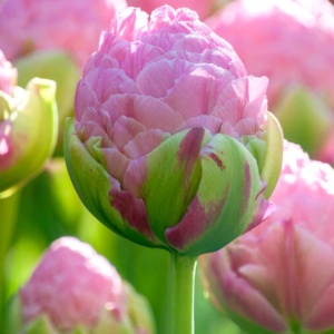 Bulbi Lalele Strawberry Cream – Pachet 5 Bulbi