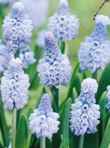 Bulbi Muscari - Azureum Pachet 10 Bulbi - Aqua Flowers - Img 2