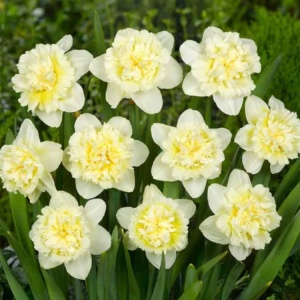 Bulbi Narcise Ice King – Pachet 3 Bulbi - Img 2