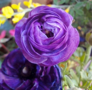 Bulbi Ranunculus – Deep Violet / Royal Purple – Pachet 10 Bulbi