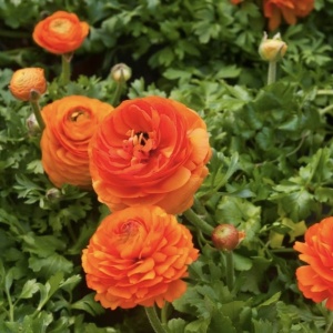 Bulbi Ranunculus - Orange - Pachet 10 Bulbi - Img 2