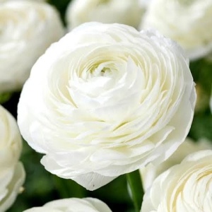 Bulbi Ranunculus - White - Pachet 10 Bulbi