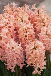 Bulbi Zambile Gipsy Queen – Pachet 3 Bulbi - Img 3