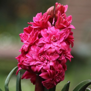 Bulbi Zambile Hollyhock – Pachet 3 Bulbi - Img 2