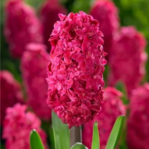 Bulbi Zambile Hollyhock – Pachet 3 Bulbi