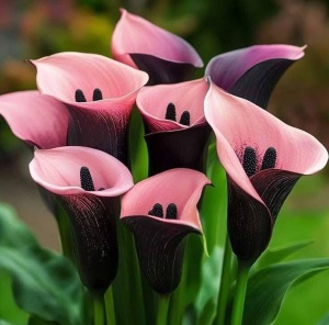 Cala Hiberid Pink Shadow Elegance – Pachet 1 Bulb