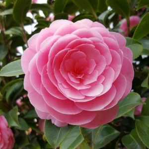 Camelia Japonica Roz - Double Pink - Ghiveci 2L H 50 - 60 cm