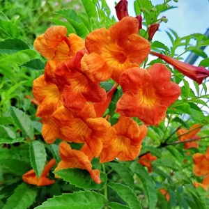 Campsis Indian Summer Orange – Pipa - Luleaua Turcului – Ghiveci 2L - Img 2