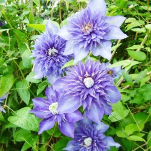 Clematis - Multi Blue - Ghiveci - H 50-70 cm - Img 2