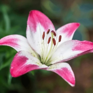 Crin Asiatic Lollipop – Pachet 1 Bulb