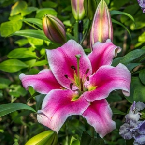 Crin Imperial Parfumat Mero Star – Pachet 1 Bulb