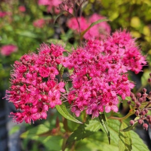 Cununita - Spiraea japonica Dart’s Red - Ghiveci
