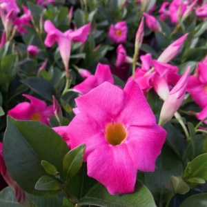 Dipladenia Roz - Ghiveci - 25 - 30 cm - Img 2