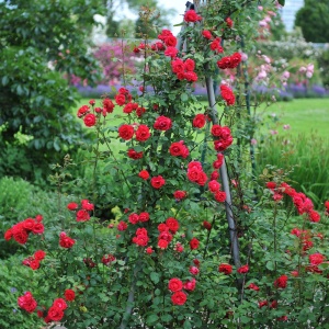 Trandafiri cățǎrători - Paul’s Scarlet Parfumat - Aqua Flowers