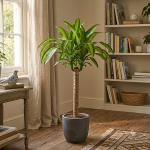 Dracena Fragrans (Dracaena) – Plantă de Interior Ghiveci P12 H 30-40 CM