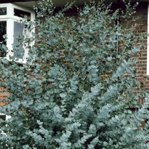 Eucalipt Gunnii Azura - ghiveci - H 30-40 cm - Img 2