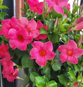 Floare terasă/balcon - Dipladenia Pink – Plantă la ghiveci - Aqua Flowers - Img 2