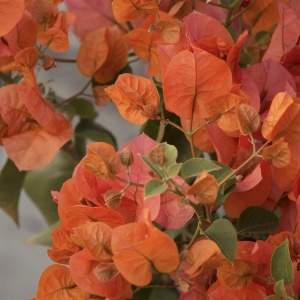 Floare terasă/balcon - Floarea de Hartie (Bougainvillea sanderiana) – Portocalie – Ghiveci 2L - Aqua Flowers - Img 2