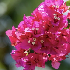 Floare terasă/balcon - Floarea de Hartie (Bougainvillea sanderiana) – Cyclam – Ghiveci 2L - Aqua Flowers - Img 2