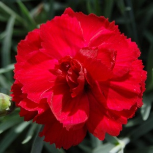 Garofite Parfumate Rosii - Ghiveci