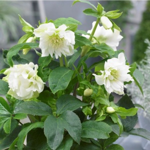 Helleborus - Spânz - Double Ellen White – Pachet 1 Rădăcină - Img 3