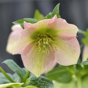 Helleborus - Spânz - Magic Apricot – Pachet 1 Rădăcină