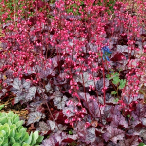 Heuchera Cherry Truffles - Ghiveci 3L - H 20-30 cm
