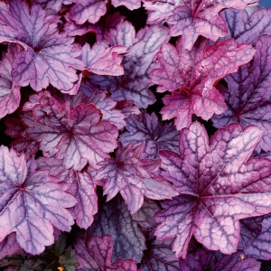Heuchera Mulberry - Ghiveci 3L - H 20-30 cm