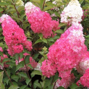 Hortensia Paniculata - Fraise Melba - Ghiveci 2L - Img 2