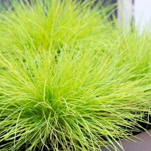 Iarba decorativă aurie - Festuca glauca 'Amigold' - Ghiveci - Inaltime la livrare 20-30cm Aqua Flowers - Img 2