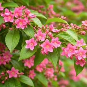 Iasomie de Gradina Roz Parfumata - Ghiveci 2L