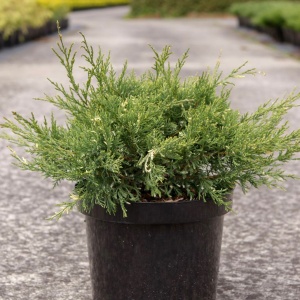 Ienupar - Juniperus White Splash - Ghiveci 2L - H 30 cm - Img 2