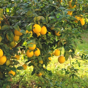Lămâi Trifoliat - Rezistent la -20 grade - Poncirus Trifoliata - Ghiveci 5L - Img 2