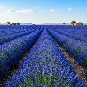 Lavanda Dark Blue - Albastru intens- Radacina Ambalata