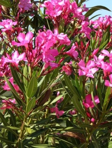 Leandru (Nerium Oleander) - ghiveci